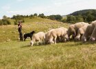 Schafe, Schäferhund und Schäfer auf einer Wiese